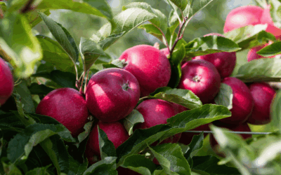 Ein Stück Erntedank zum Mitnehmen – unsere Äpfel warten auf Sie