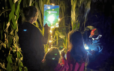 Maislabyrinth: Neue Attraktionen sorgen für Rekordbesuch