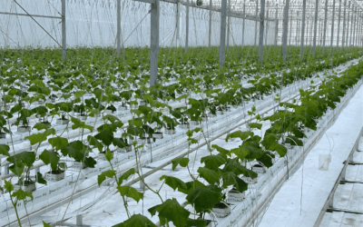 Bördegarten startet in die neue Gurkensaison